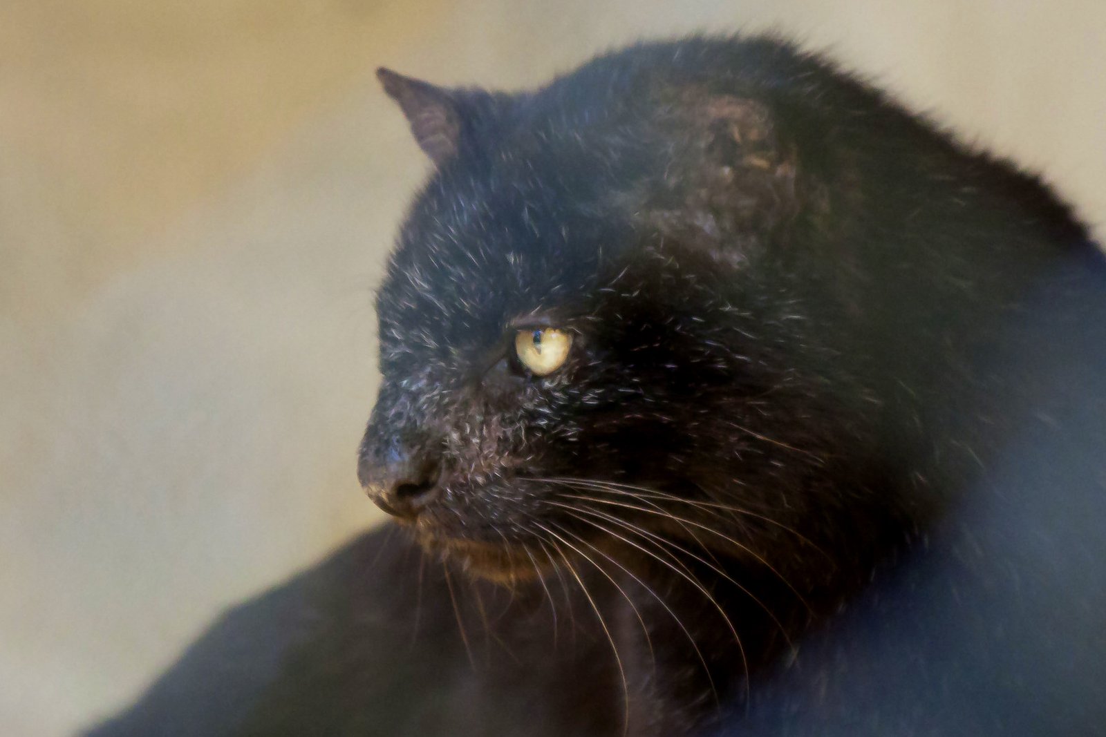 黒色変異のジョフロイキャットの顔のアップ