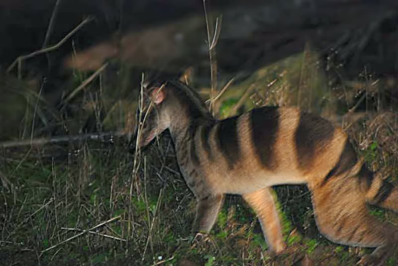夜の藪で縞模様を見せるシマヘミガルス